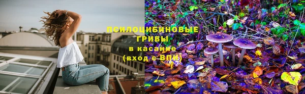 сатива Абинск
